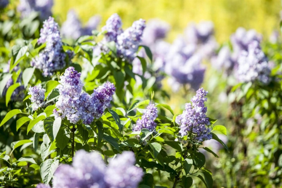Syringa vulgaris ME 200-250 P/K Syringa vulgaris Mehrstämmig 200-250