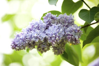 Syringa vulgaris mehrstämmig 200-250