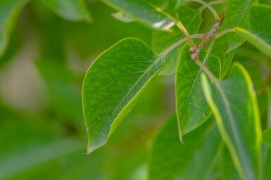 Syringa vulgaris mehrstämmig 200-250