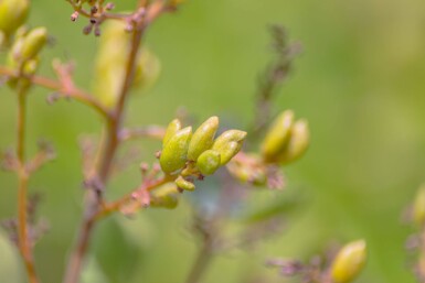 Syringa vulgaris mehrstämmig 200-250