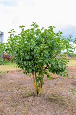 Syringa vulgaris 'Belle de Nancy'