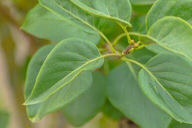 Syringa vulgaris 'Belle de Nancy' mehrstämmig 200-250