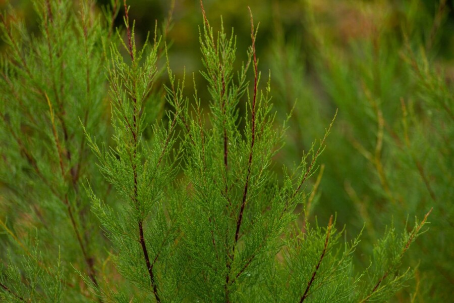 Tamarix tetrandra Tamarix tetrandra