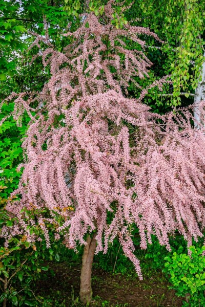 Tamarix tetrandra hoogstam