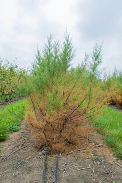 Tamarix tetrandra meerstammig