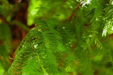 Taxodium distichum