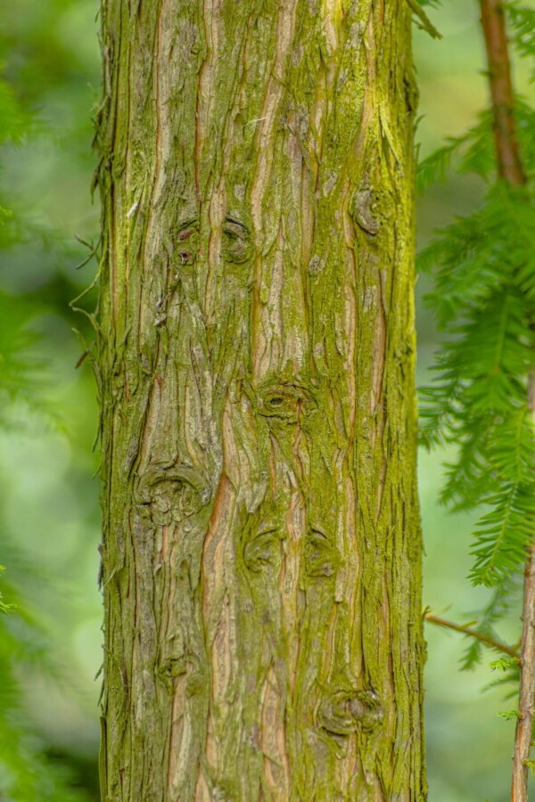 Taxodium distichum Taxodium distichum