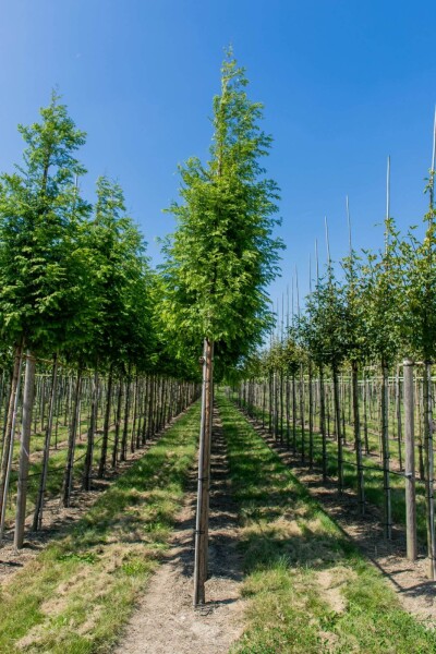 Taxodium distichum hoogstam