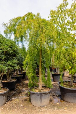 Taxodium distichum hochstamm 10/12