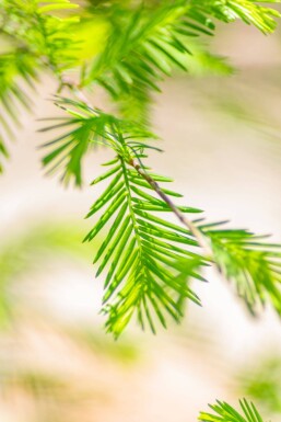 Taxodium distichum hochstamm 10/12