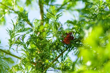 Taxodium distichum hochstamm 10/12