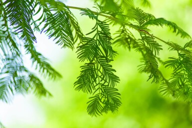 Taxodium distichum hochstamm 10/12