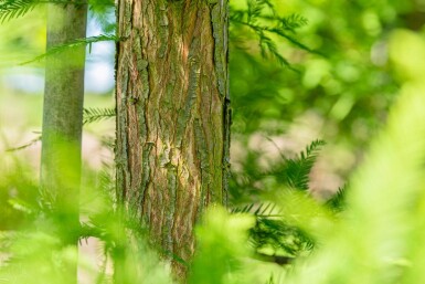 Taxodium distichum stammbusch 14/16