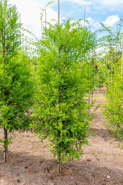 Taxodium distichum Stammbusch Taxodium distichum Stammbusch