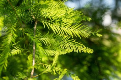 Taxodium distichum stammbusch 14/16