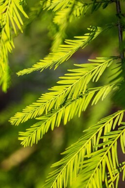 Taxodium distichum stammbusch 14/16