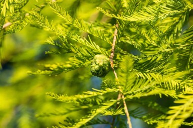 Taxodium distichum stammbusch 14/16