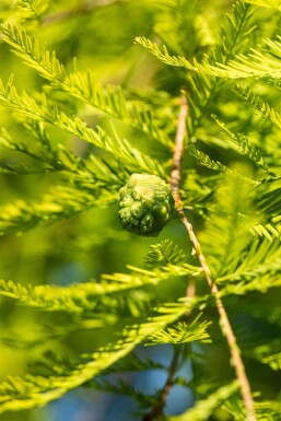 Taxodium distichum stammbusch 14/16