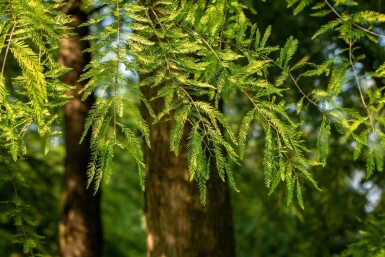 Taxodium distichum stammbusch 14/16