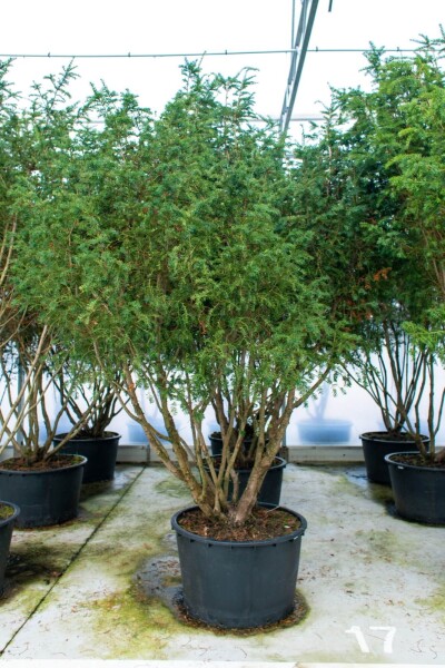 Taxus baccata Taxus baccata