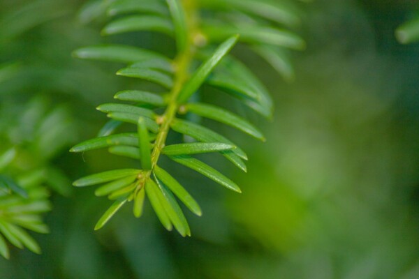 Taxus baccata Hochstamm Taxus baccata Hochstamm