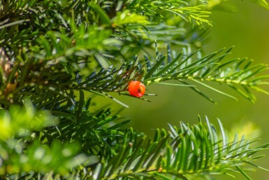 Taxus baccata hochstamm 10/12