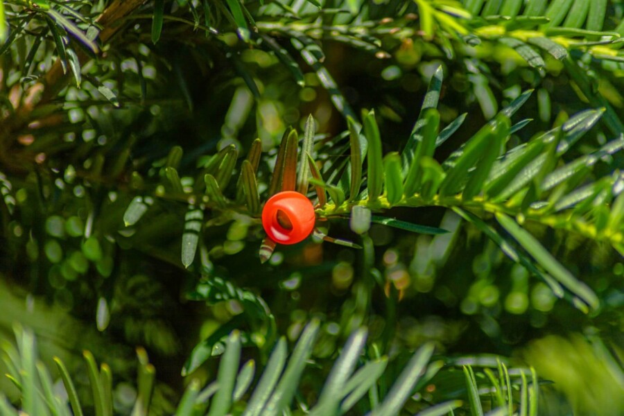 Taxus baccata HO 10/12 P/K Taxus baccata Hochstamm 10/12
