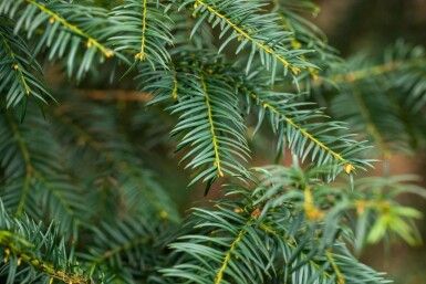 Taxus baccata hochstamm 10/12