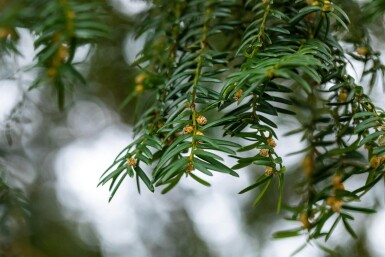 Taxus baccata hochstamm 10/12