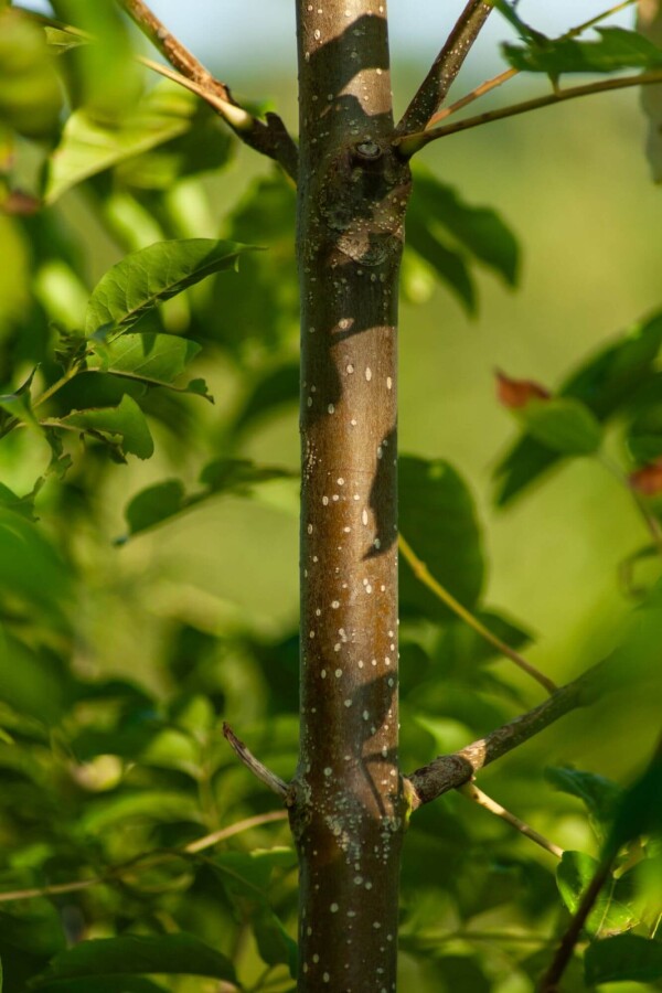 Tetradium daniellii Tetradium daniellii