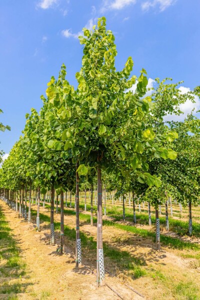 Tilia americana 'Nova' Tilia americana 'Nova'