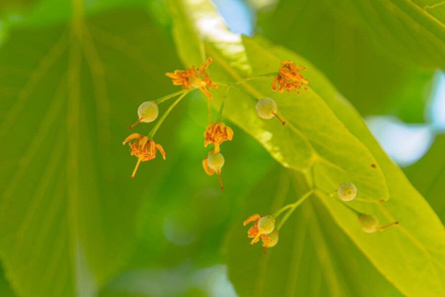 Tilia americana 'Nova' Tilia americana 'Nova'