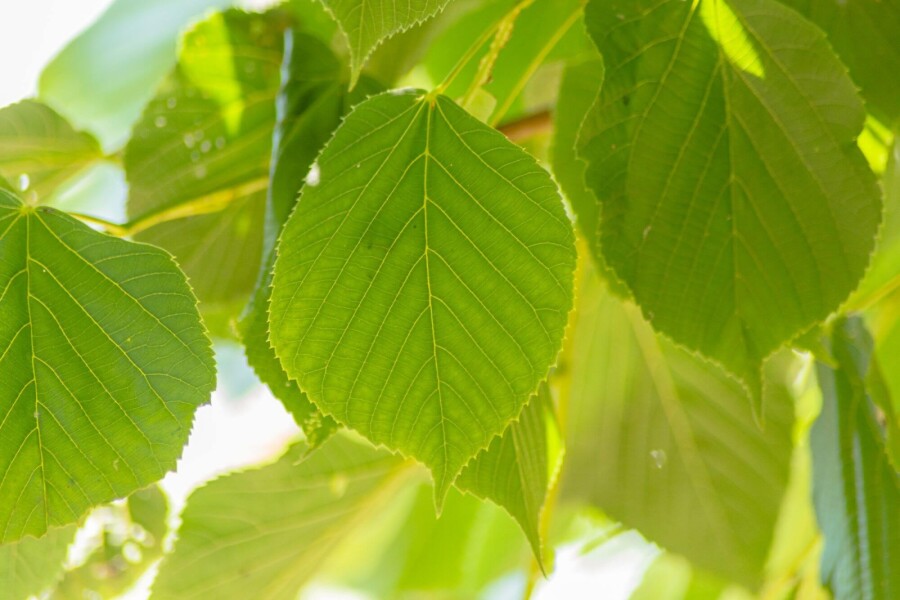Tilia americana 'Nova' HO 14/16 P/K Tilia americana 'Nova' Hochstamm 14/16