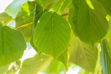 Tilia americana 'Nova' hochstamm 14/16