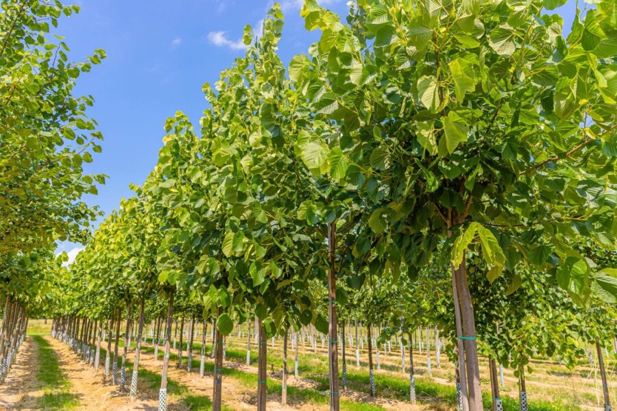 Tilia americana 'Nova' HO 14/16 P/K Tilia americana 'Nova' Hochstamm 14/16