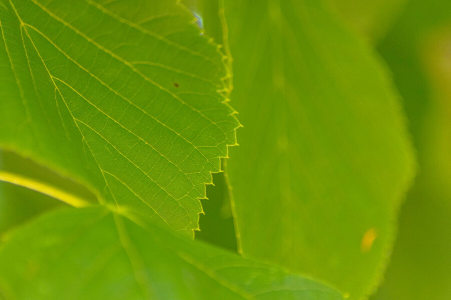 Tilia americana 'Nova' HO 14/16 P/K Tilia americana 'Nova' Hochstamm 14/16