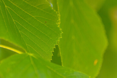 Tilia americana 'Nova' HO 14/16 P/K Tilia americana 'Nova' Hochstamm 14/16