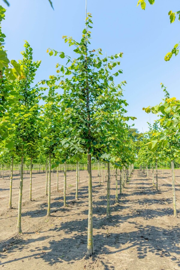 Tilia cordata Tilia cordata