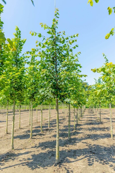 Tilia cordata Tilia cordata