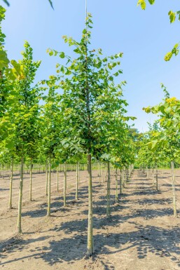 Tilia cordata