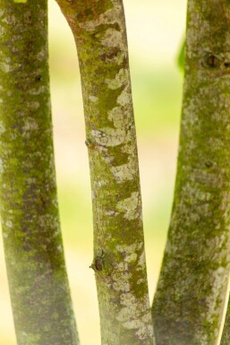 Tilia cordata