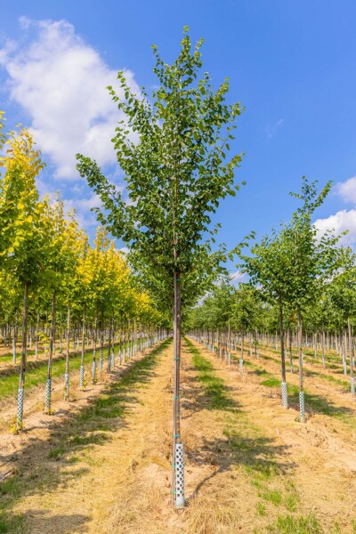 Tilia cordata hoogstam