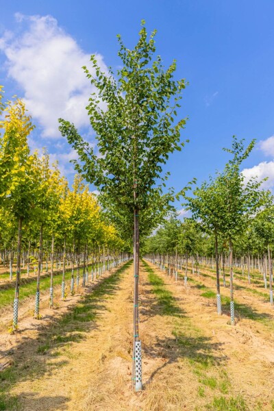 Tilia cordata Hochstamm Tilia cordata Hochstamm