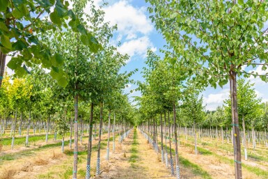 Tilia cordata hochstamm 8/10