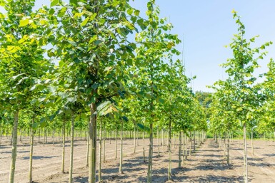 Tilia cordata hochstamm 8/10