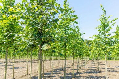 Tilia cordata HO 8/10 P/K Tilia cordata Hochstamm 8/10
