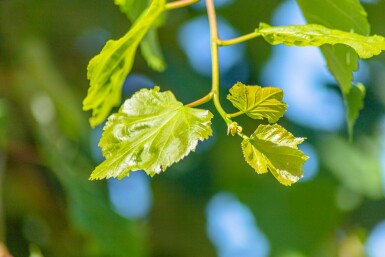 Tilia cordata hochstamm 8/10