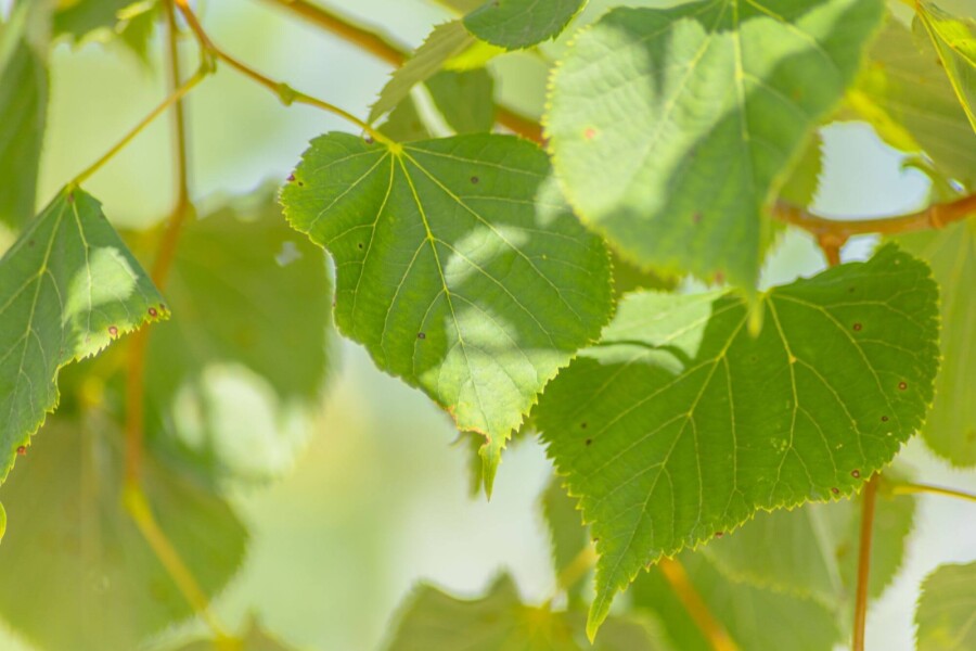 Tilia cordata ME 200-250 P/K Tilia cordata Mehrstämmig 200-250