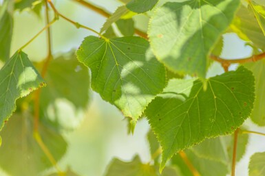 Tilia cordata ME 200-250 P/K Tilia cordata Mehrstämmig 200-250