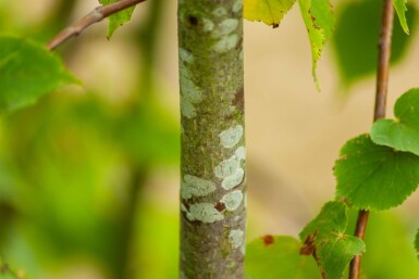 Tilia cordata ME 200-250 P/K Tilia cordata Mehrstämmig 200-250